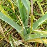 Allium porrum Leaf