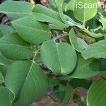 Pterocarpus rotundifolius Leaf
