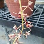 Cymbidium aloifolium Kvet