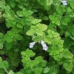 Clinopodium nepeta برگ