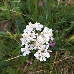 Achillea erba-rotta Žiedas