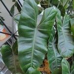 Philodendron burle-marxiiЛист