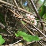 Persicaria chinensis Цветок