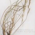 Helictochloa pratensis Vekstform