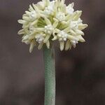 Cynanchum daltonii Flower