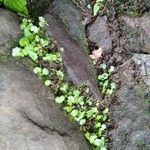Hydrocotyle americana 葉