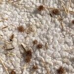 Juncus validus 果実