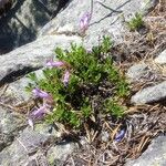Penstemon davidsonii Habitus