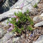 Penstemon davidsonii عادت