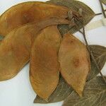 Lonchocarpus hedyosmus Sonstige