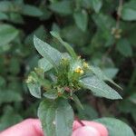 Synedrella nodiflora Blomst