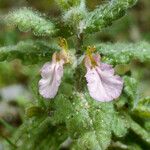 Teucrium scordium Кветка