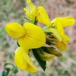 Hippocrepis comosa Цветок