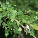 Dalbergia melanoxylon Лист
