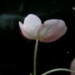 Begonia picta Агульны выгляд