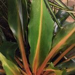 Chlorophytum orchidastrum Leaf
