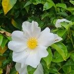Rosa laevigata Flower