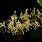 Panopsis costaricensis Цвят