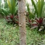 Clerodendrum paniculatum 樹皮
