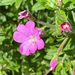 Epilobium hirsutumBlomst