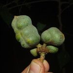 Uvariodendron molundense Fruto