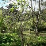 Gossypium barbadense Habit