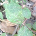 Cyathula prostrata Blatt