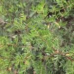 Pistacia × saportae Blatt