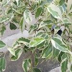 Ficus retusa Φύλλο