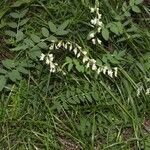 Vicia pisiformis Hoja