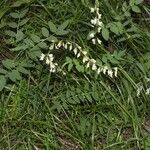 Vicia pisiformis Leaf