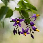 Solanum dulcamaraപുഷ്പം