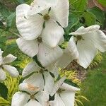 Cornus florida Blomst