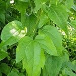 Clematis virginiana Blad