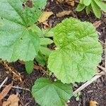 Malva parviflora Листок