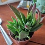 Crassula capitella Leht