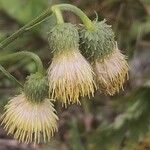 Cirsium erisithales Blomma