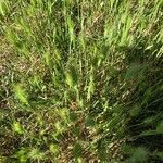 Hordeum marinum Floare