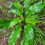 Solidago virgaureaপাতা