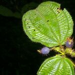 Miconia crenata Fruit