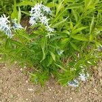 Amsonia tabernaemontana 叶