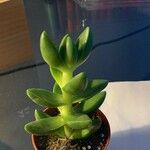 Crassula lanuginosa Blatt