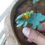 Senna obtusifolia 花