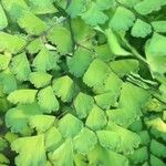 Adiantum capillus-veneris Hoja