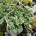 Asplenium ruta-muraria Агульны выгляд