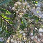 Baccharis salicifolia Blüte