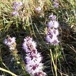 Mentha pulegium Habit