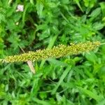 Setaria verticillata Fleur