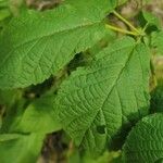 Roseodendron donnell-smithii Leaf