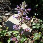 Nepeta grandiflora Flor